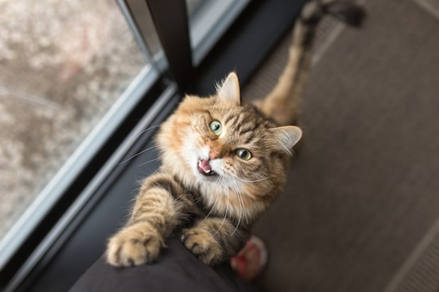 Animal communication cat meow