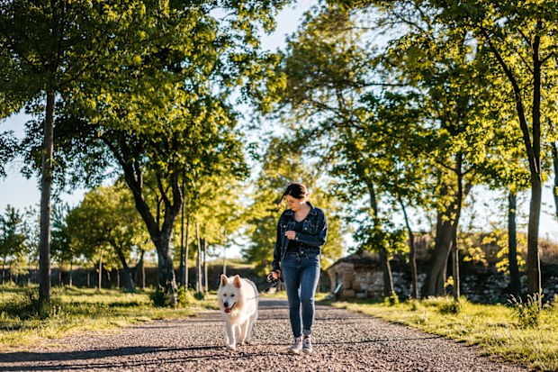 Woman and shepherd dog walking together in public park
