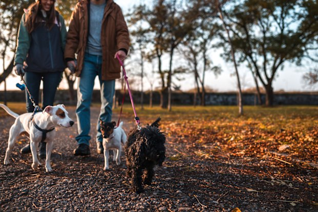Couple walking with three dogs.