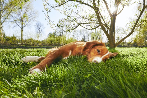 Dog lying in sun. Tired dog. Dog in the park.