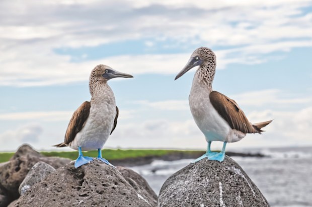 Galapagos Islands