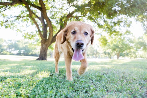 Dog panting. Dog in the park.