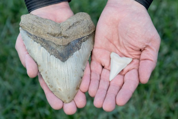 A fifteen centimetre megalodon tooth dwarfs the five centimetre  great white tooth next to it. 