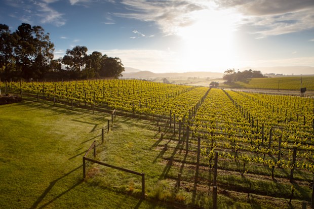 Rows of vines in a vineyard in the Yarra Valley, Victoria, Australia
