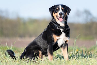 8. Appenzell Cattle Dog