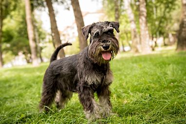 8. Miniature Schnauzer
