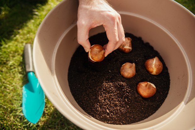 Planting flower bulbs, tulips, in the ground