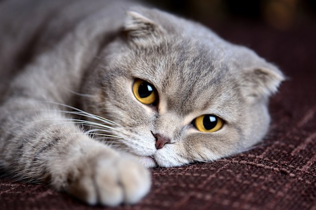 My Scottish Fold cat