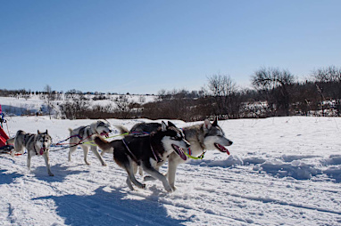 Dog Sledding 