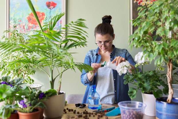 Woman pours liquid mineral fertilizer. Cultivation and caring for indoor potted plants. Hobbies and leisure, home gardening, houseplant, urban jungle in apartment