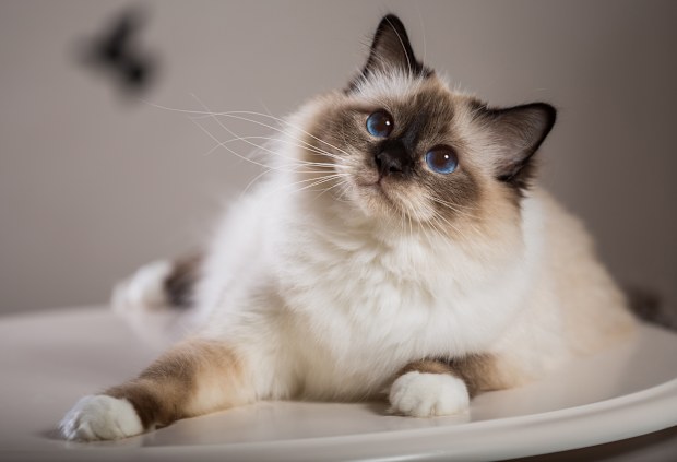 beautiful cat on the table, gray-black, elite cat, small Depth of field