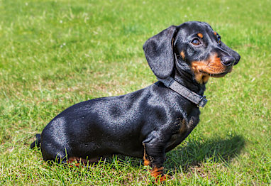 6. Miniature Dachshund