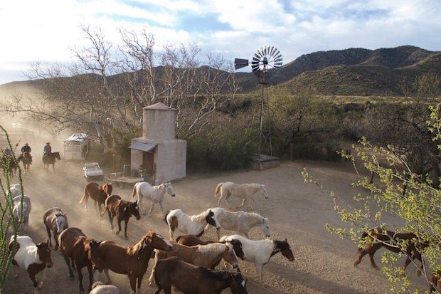 Elkhorn ranch, one of America's many dude ranches, has over 100 horses.