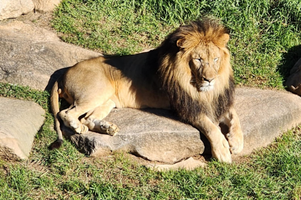 sydney zoo western sydney john walsh