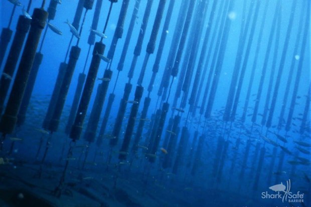 The pipes float in the ocean, replicating a kelp forest. Mike Rutzen noted how great white sharks in South Africa would not enter kelp forests to chase a seal.