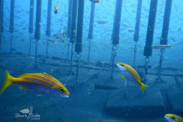 Fish swim in and around in the sharksafe barrier in Reunion Island. (Photo credit: CRA, Shark Risk Management Centre, Réunion)