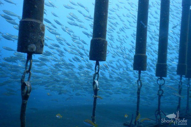 Sara Andreotti says the barrier can become a tourist attraction as well as a shark deterrent because of the marine life that lives on the artificial reef that forms on the concrete blocks that pin the pipes to the floor. (Photo credit: CRA, Shark Risk Management Centre, Réunion)
