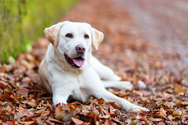9. Labrador