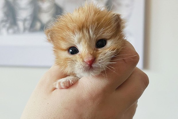 One of the kittens being fostered at The Kitten Sanctuary.