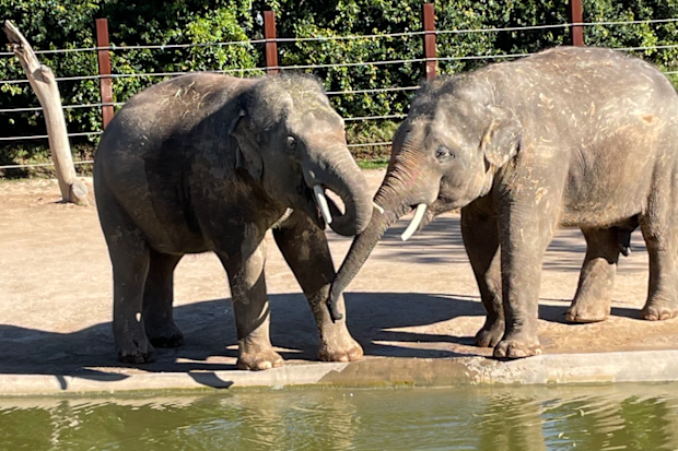 sydney zoo western sydney john walsh