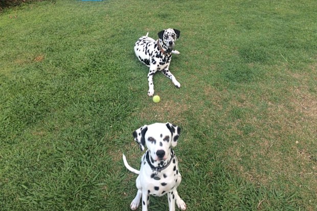 Harvey and Chloe