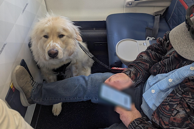 dog on delta