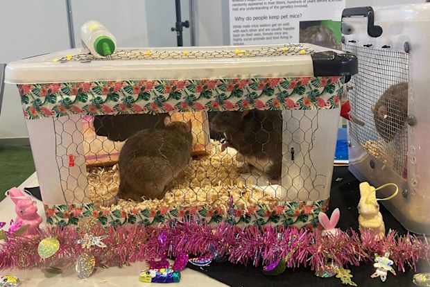 Some of the competition rats at the Sydney Royal Easter Show for the Rat & Mouse Competition.