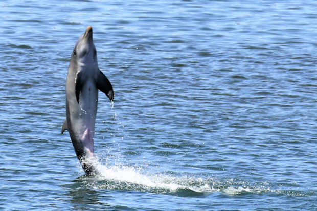 Tallula, a dolphin found dead in August, was known for "tail walking" on the surface of the water.