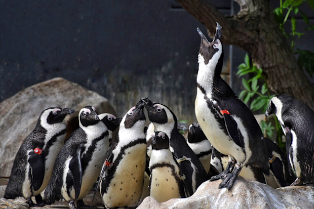 Penguins