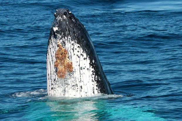 Spirit Whale Watching
