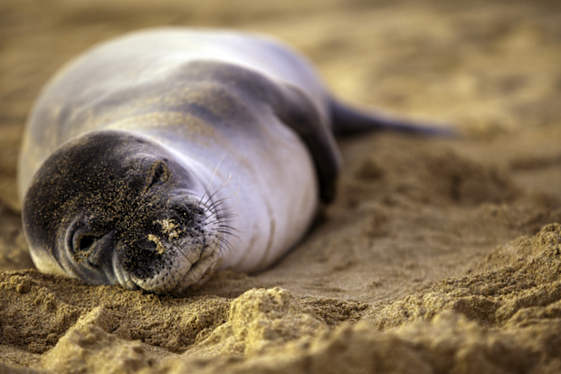 Endagered monk seal on Kauai, Hawaii