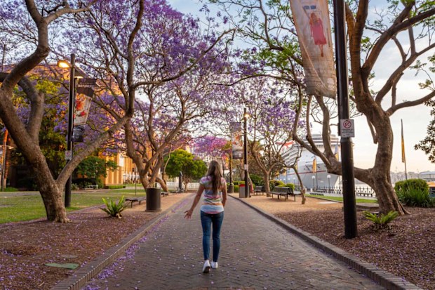 The jacaranda trees at Circular Quay, The Rocks on Sydney Harbour 