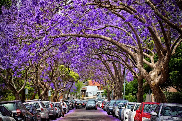 The jacarandas in bloom on McDougall Street, Kirribilli