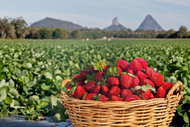 Queensland strawberry farm