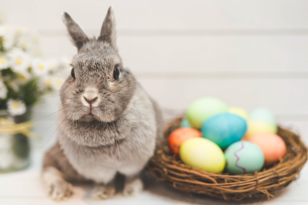 Easter Bunny alongside basket of eggs