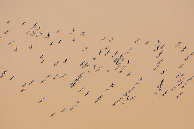 Lake Eyre bird life.