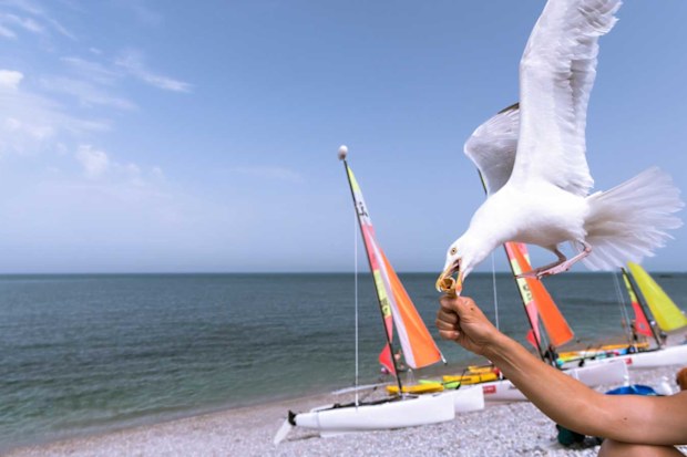 Seagull stealing ice-cream cone from beach-goer