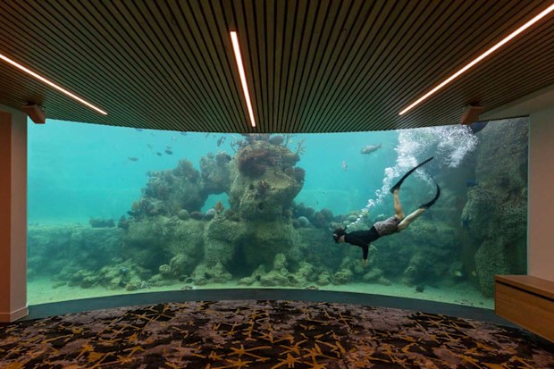 Daydream Island's new subterranean Underwater Observatory looks into the Living Reef tank.