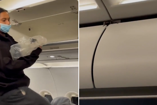 Tarantula discovered in plane cabin