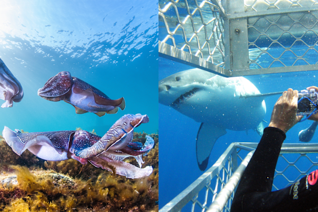 Giant cuttlefish experience / great white shark cage diving experience in South Australia