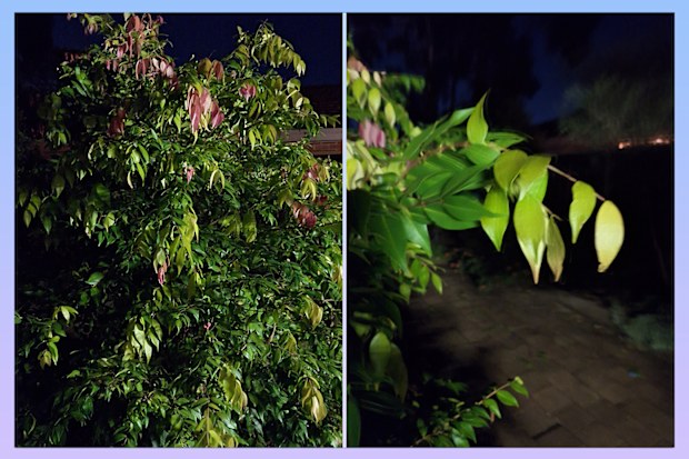Images of plants and flowers taken on the Samsung Galaxy A54 using Nightography setting.