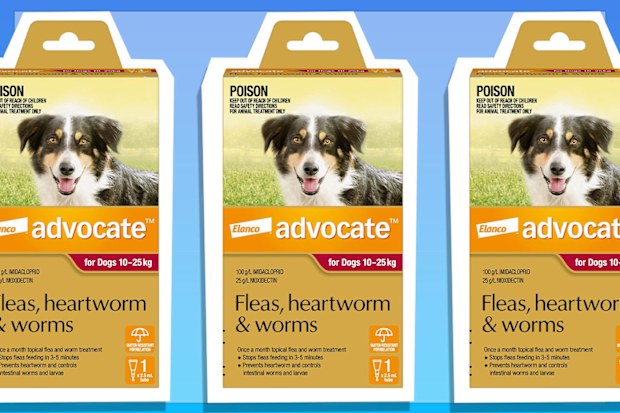 9PR: Advocate Dog for Adult Dogs
