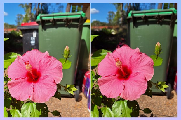 Photos of flower and bins taken on Samsung Galaxy A54 compared to same photo using object eraser