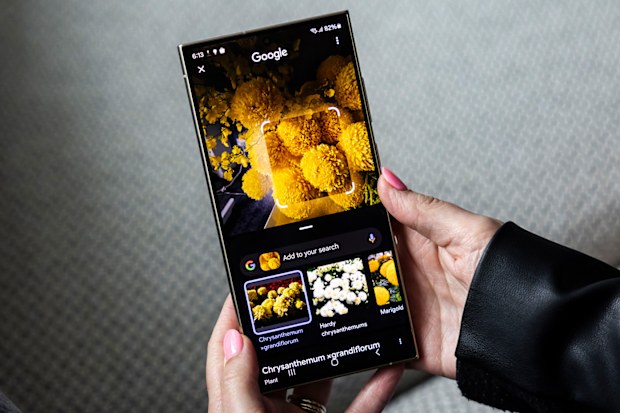 9PR: A person looking up chrysanthemums through the the Circle to Search feature using Galaxy AI on the Samsung Galaxy S24