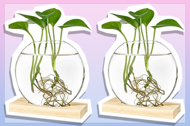 9PR: Kingbuy Round Glass Terrarium Flower Vase