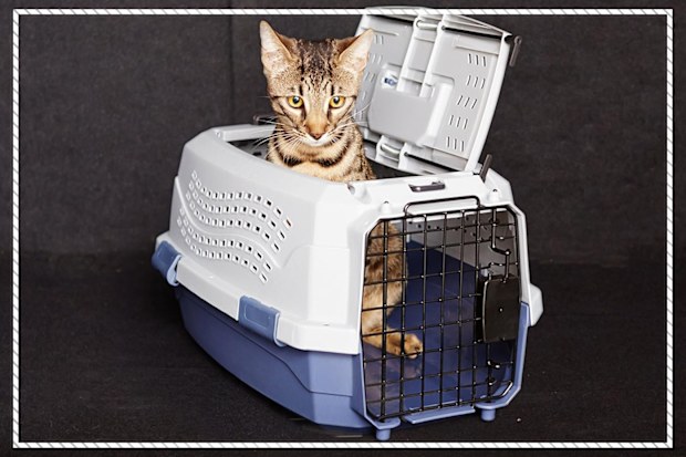 9PR: Two-Door Top-Load Hard-Sided Pet Travel Carrier