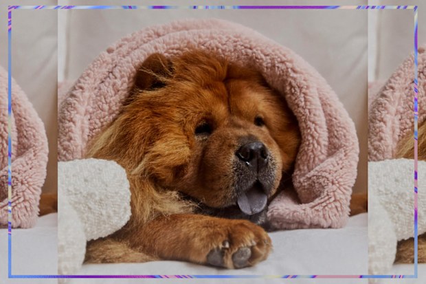 9PR: Hommey Pet Power Nap Bundle