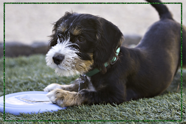 9PR: KONG Puppy Flyer