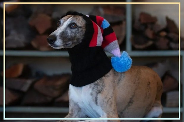 9PR: Wriggley Diggley Dog Snood, Wee Willy Raspberry Lilac