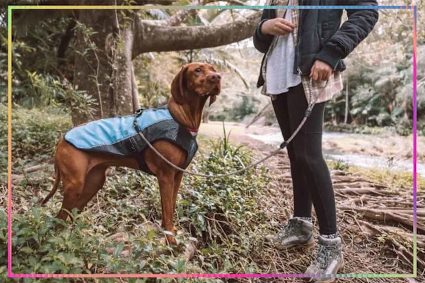 9PR: Petstock leash